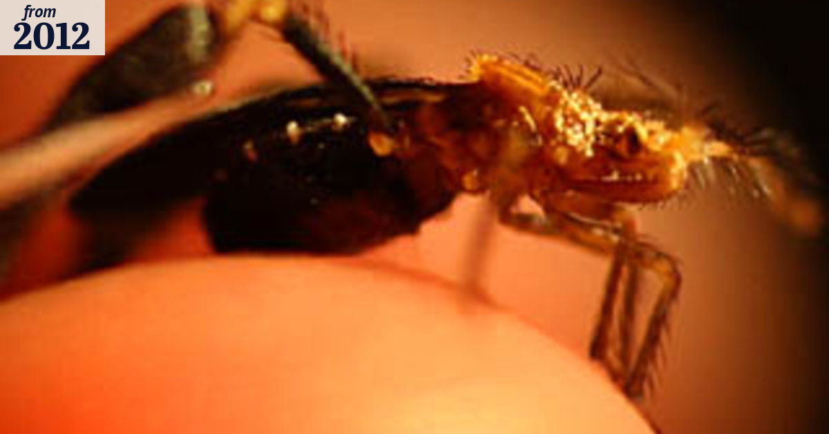 Monster Bug Wars, Tuesday, January 24