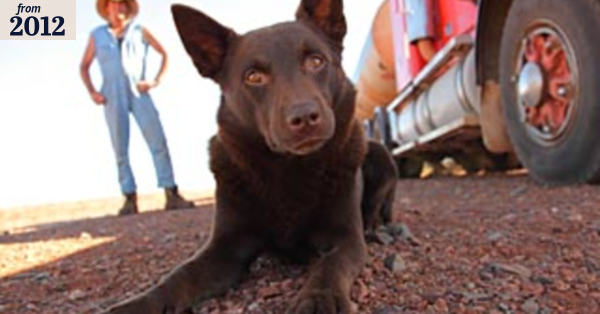 That Dog From Red Dog awarded