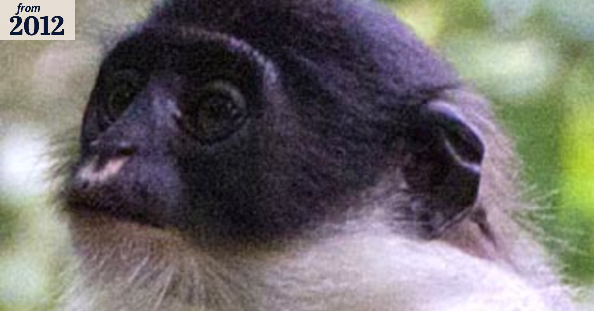Monkey believed extinct 'rediscovered'