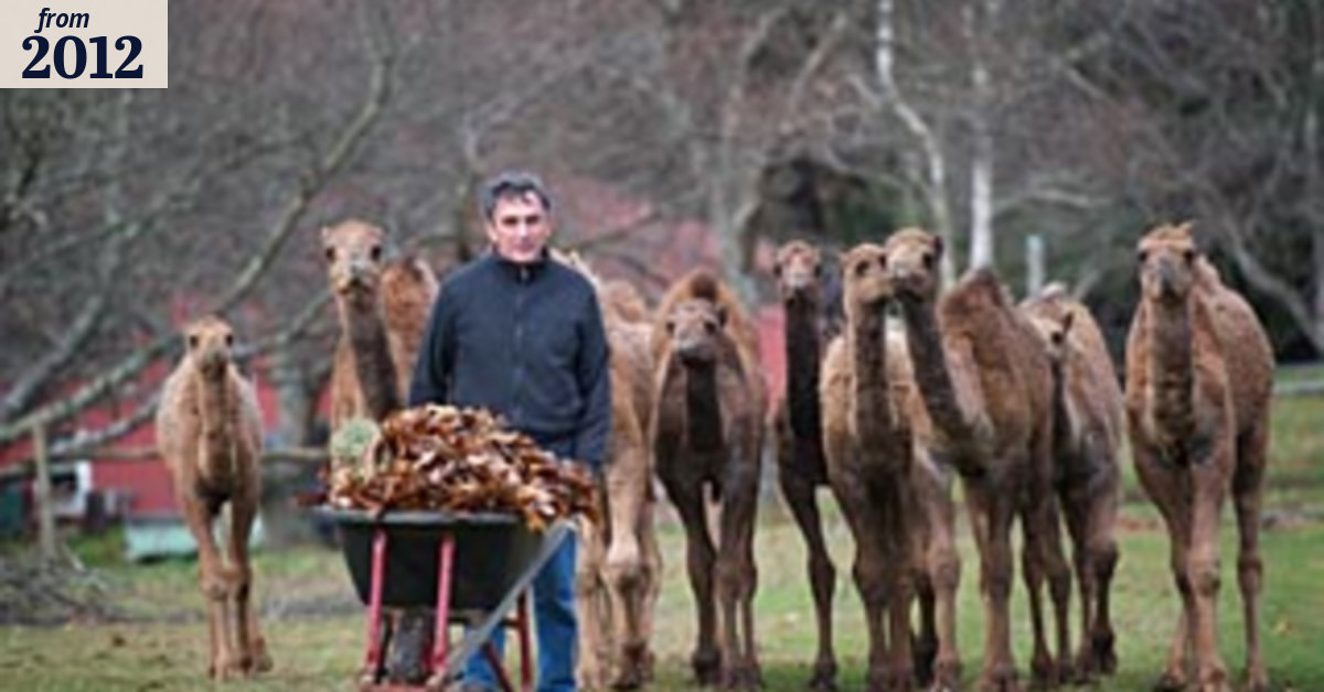 Apart from natural good looks, camels 'have commercial appeal'