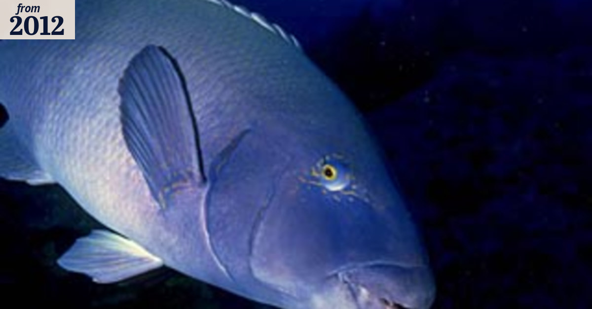 Out of the blue, our friendliest fish