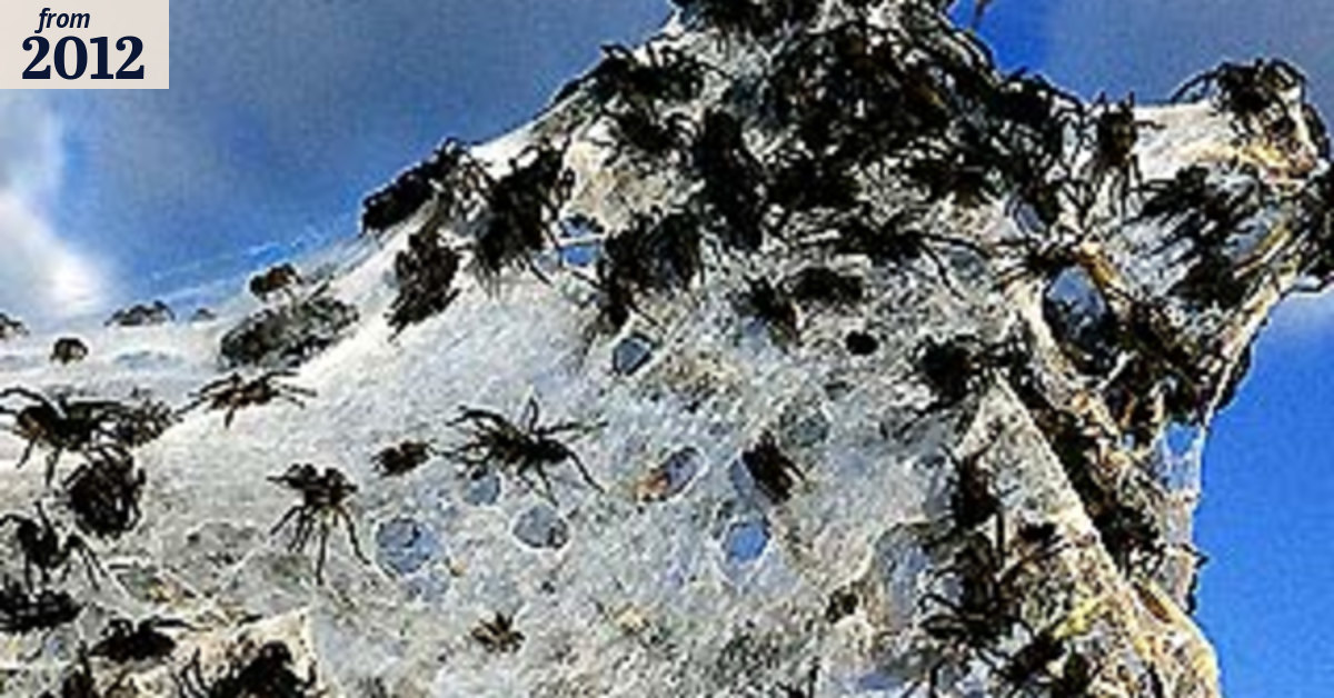 Web wonders: spiders spin for their lives as floodwaters rise