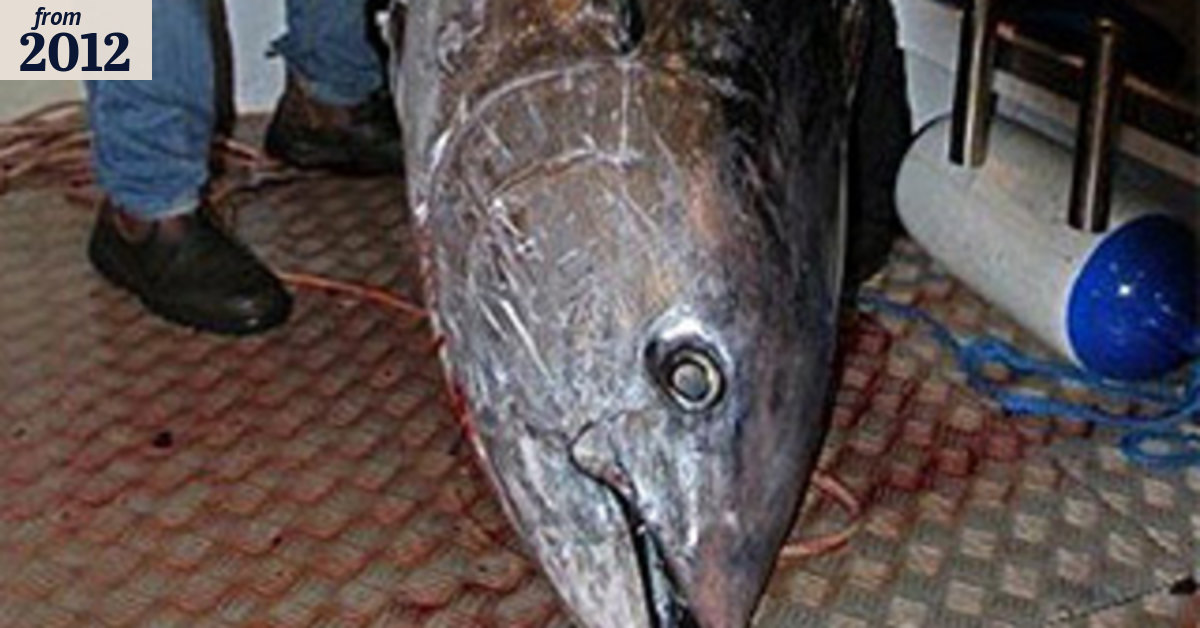 It was THIS big! Monster tuna no fishy tale