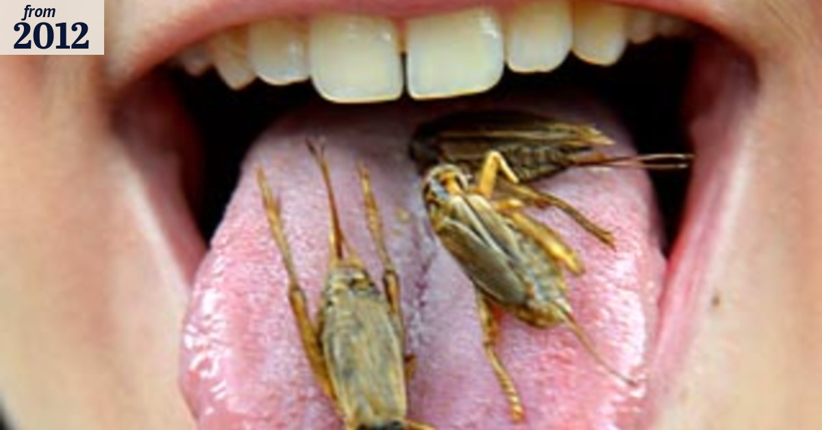 Bugalicious - gourmet insect feast served up to order