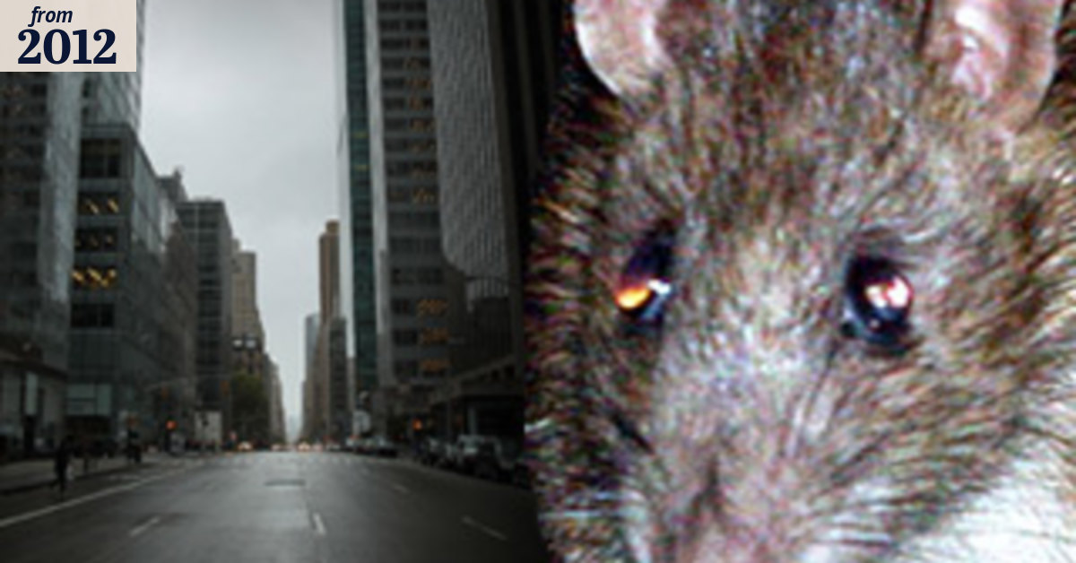 Plague fears as Sandy flushes out hungry rats