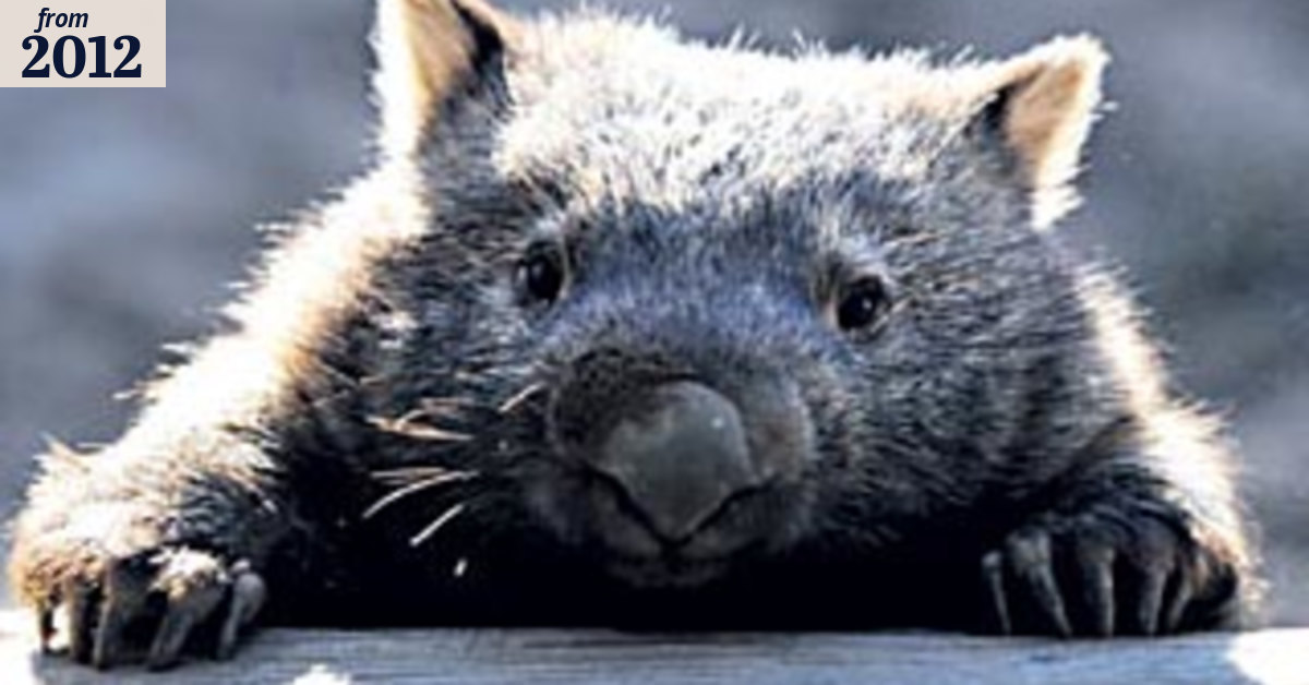 Lights, camera, wombats
