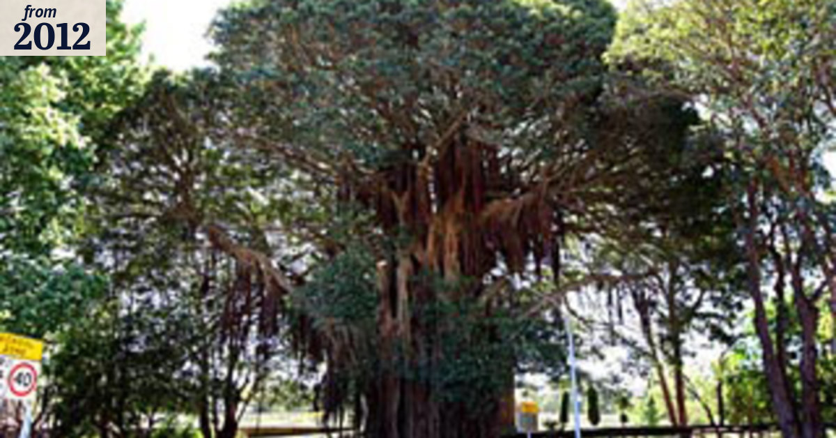 For safety, tree may have to go