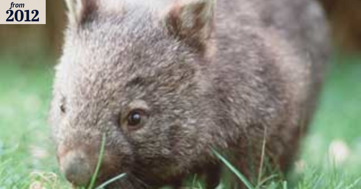 Mining plan sparks fears for wombats