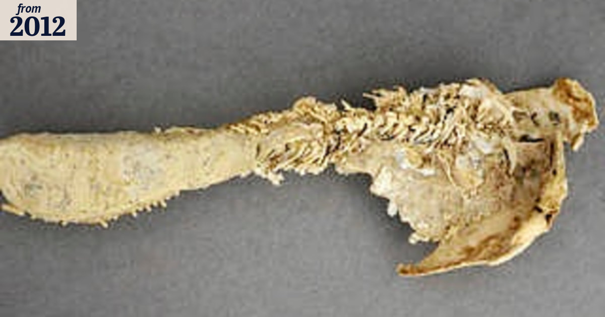 Prehistoric fish the first to grow a set of teeth