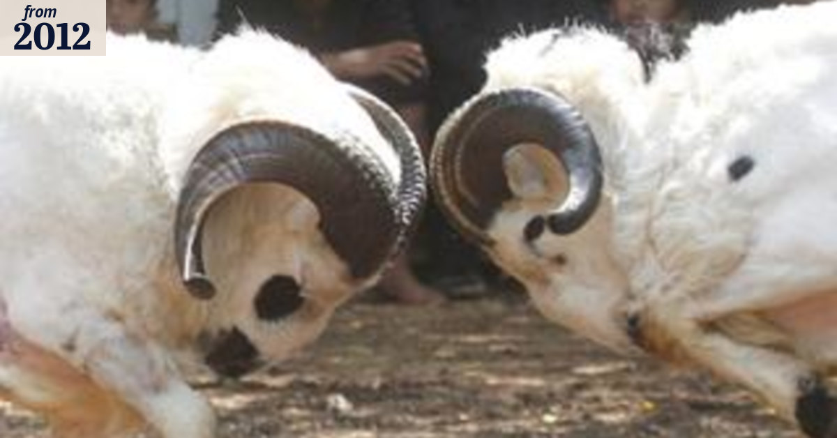 Ram fighting in Indonesia