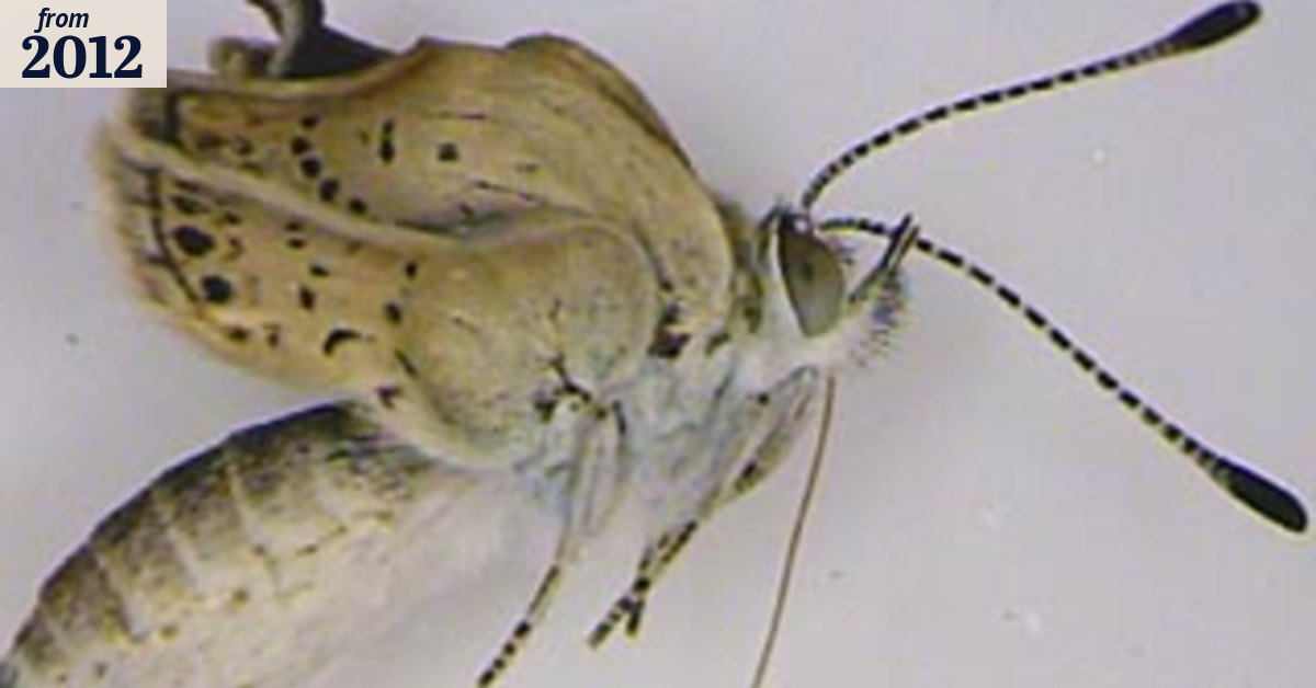 Fukushima radiation causes insect mutations: researchers