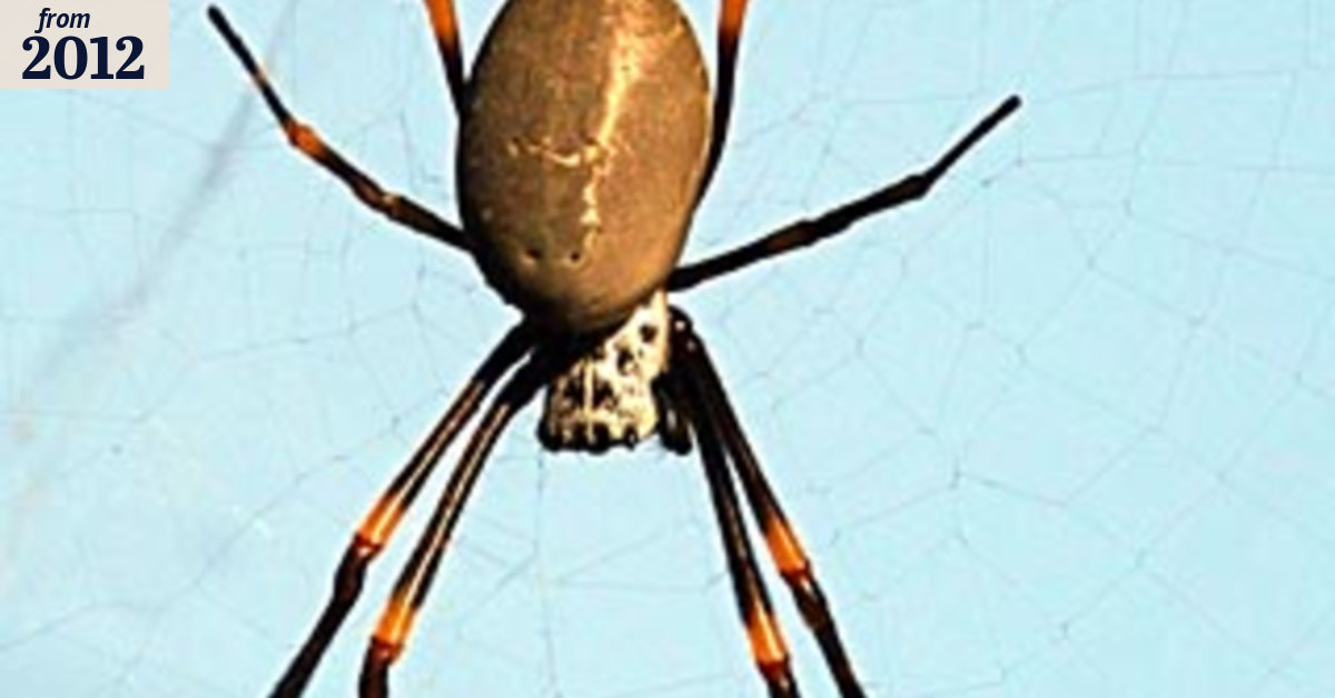 Warmth and healthy menu give city spiders big edge on country cousins