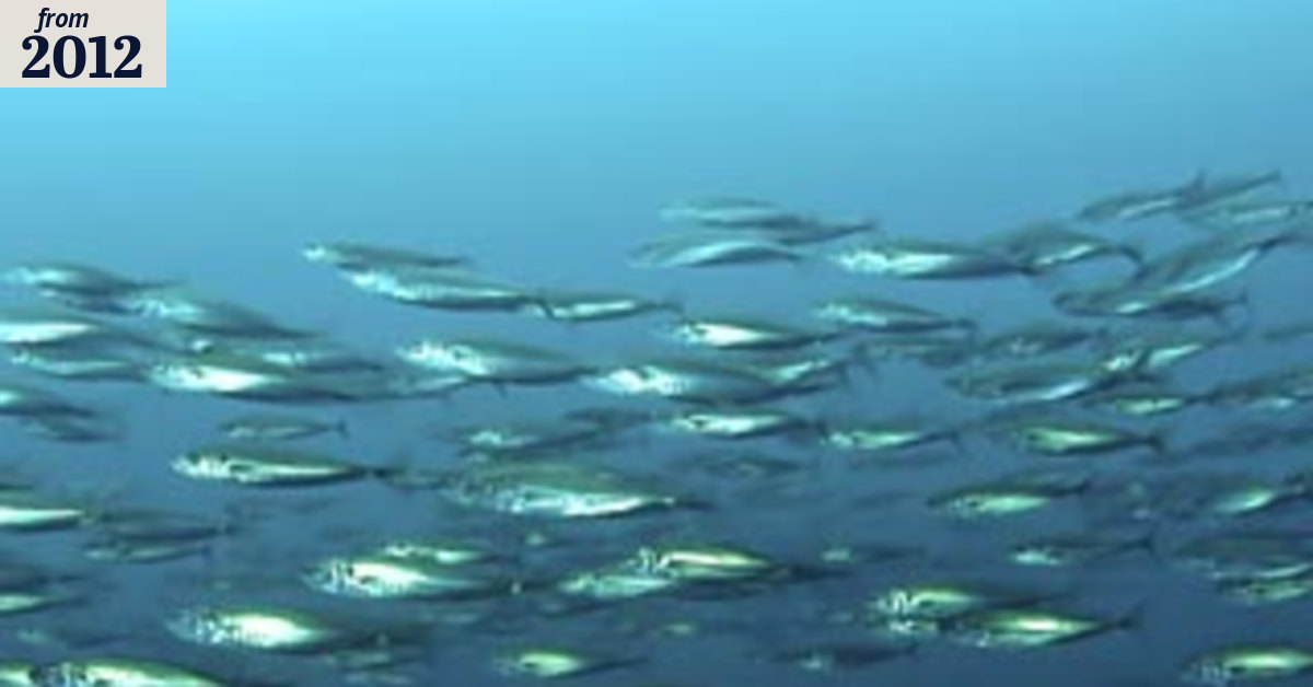 Where have all the fish gone?