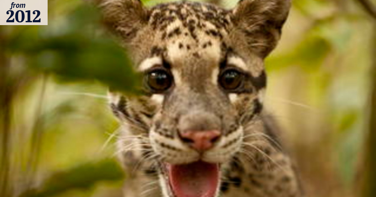 Return of the Clouded Leopards, Thursday, March 1