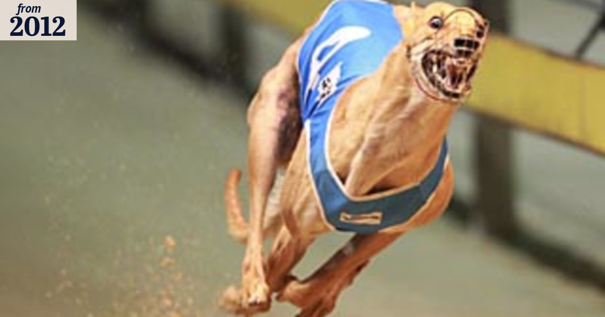 The Black Caviar of dogs