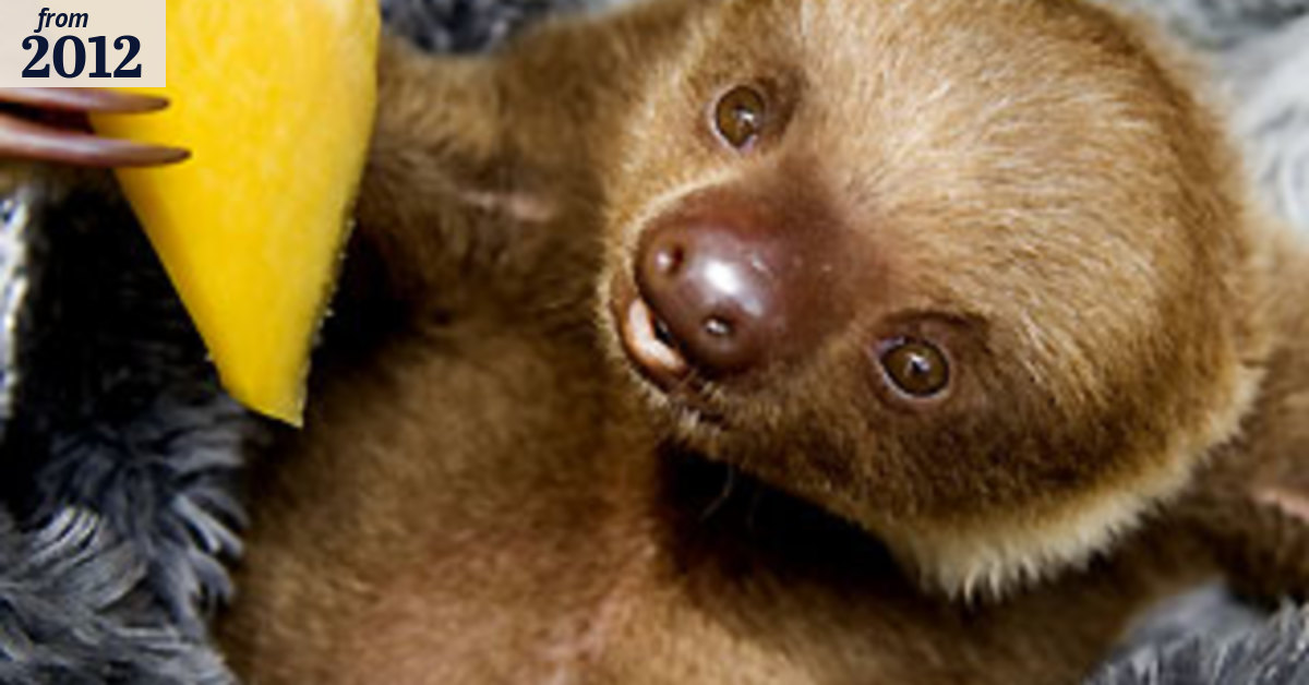 Life at a sloth sanctuary
