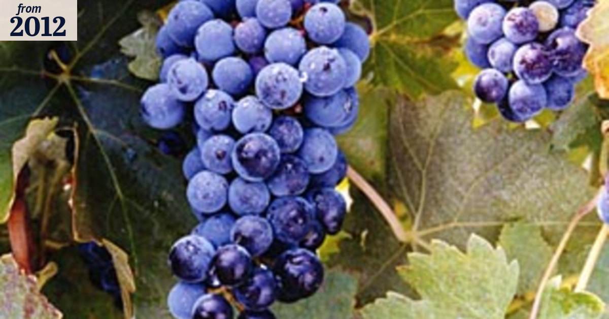 Grape study gives clues to threat from climate