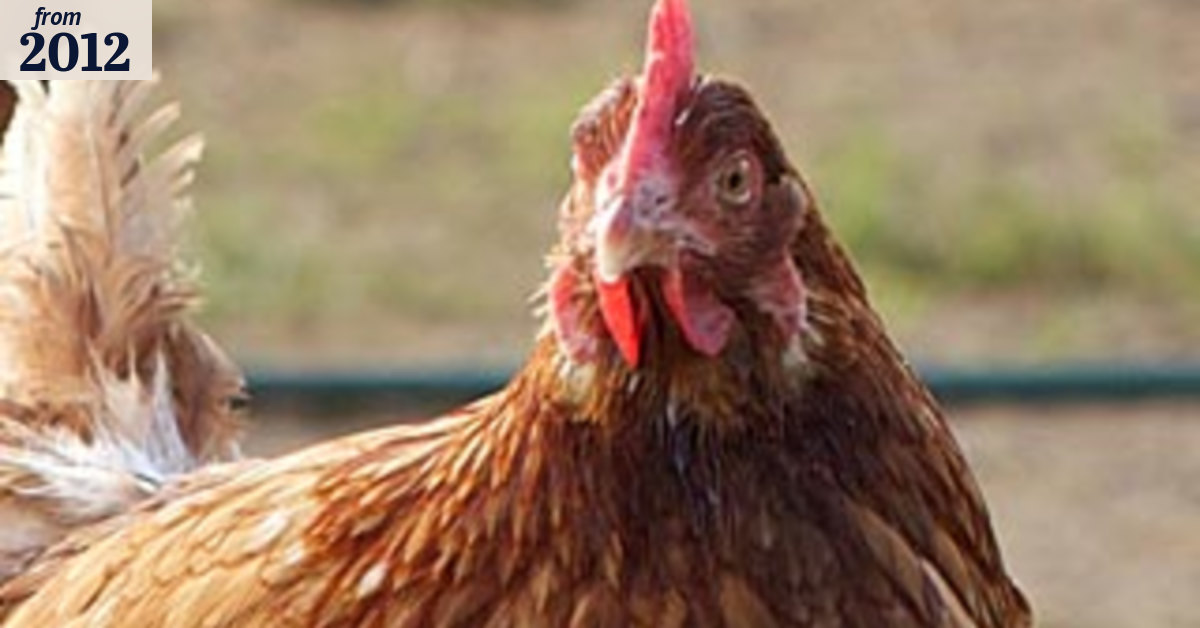 With eggs, some chooks are freer than others