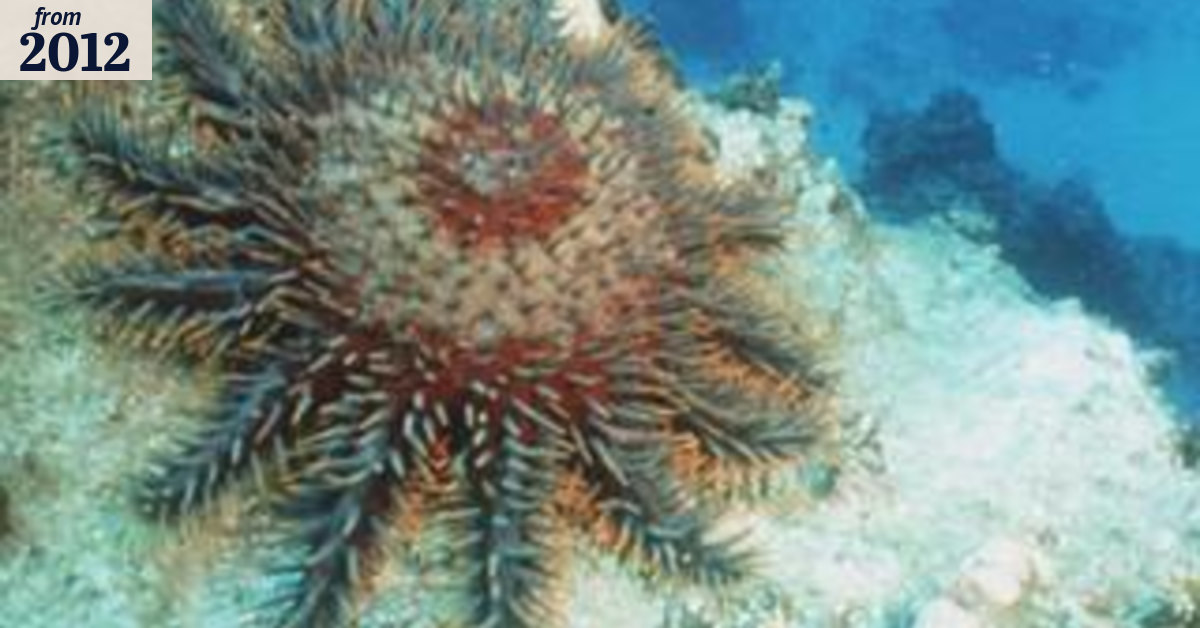 Call to cull coral predator