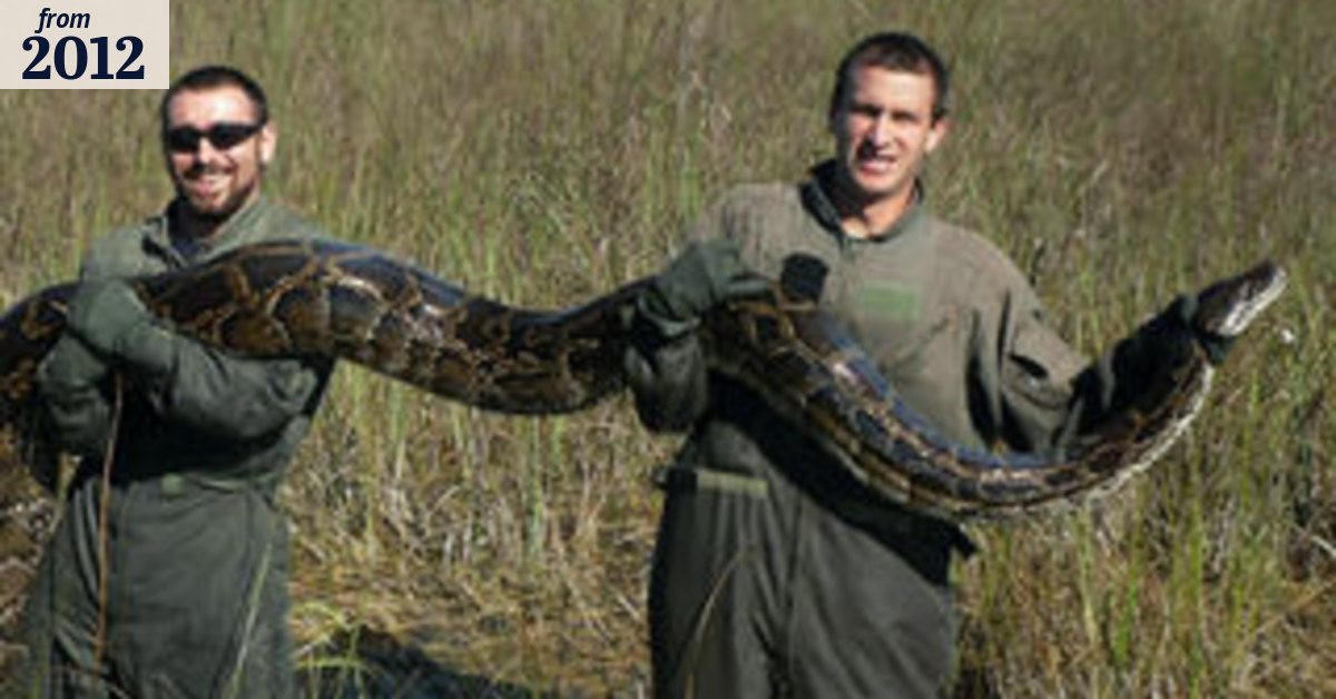 Burmese pythons squeezing the life out of Everglades