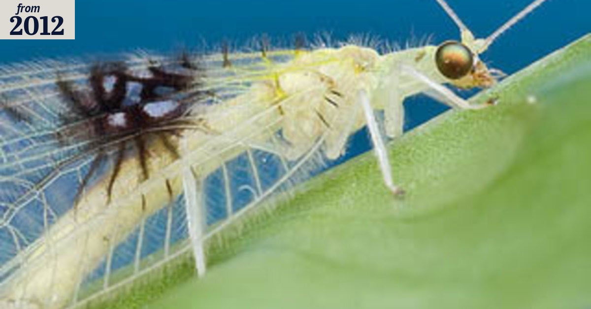 Web photo of insect identified as never-before-seen species