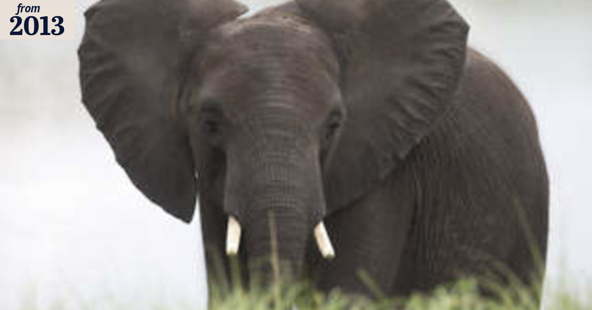 A pointed lesson in elephant behaviour