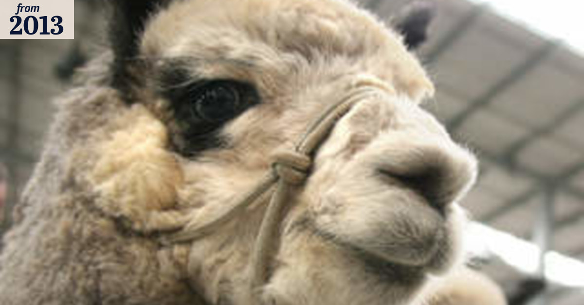 If you've got a room, alpaca my bags