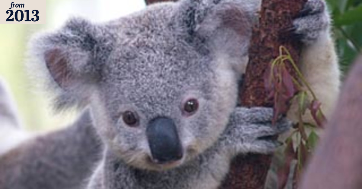 Government formula to save threatened animals