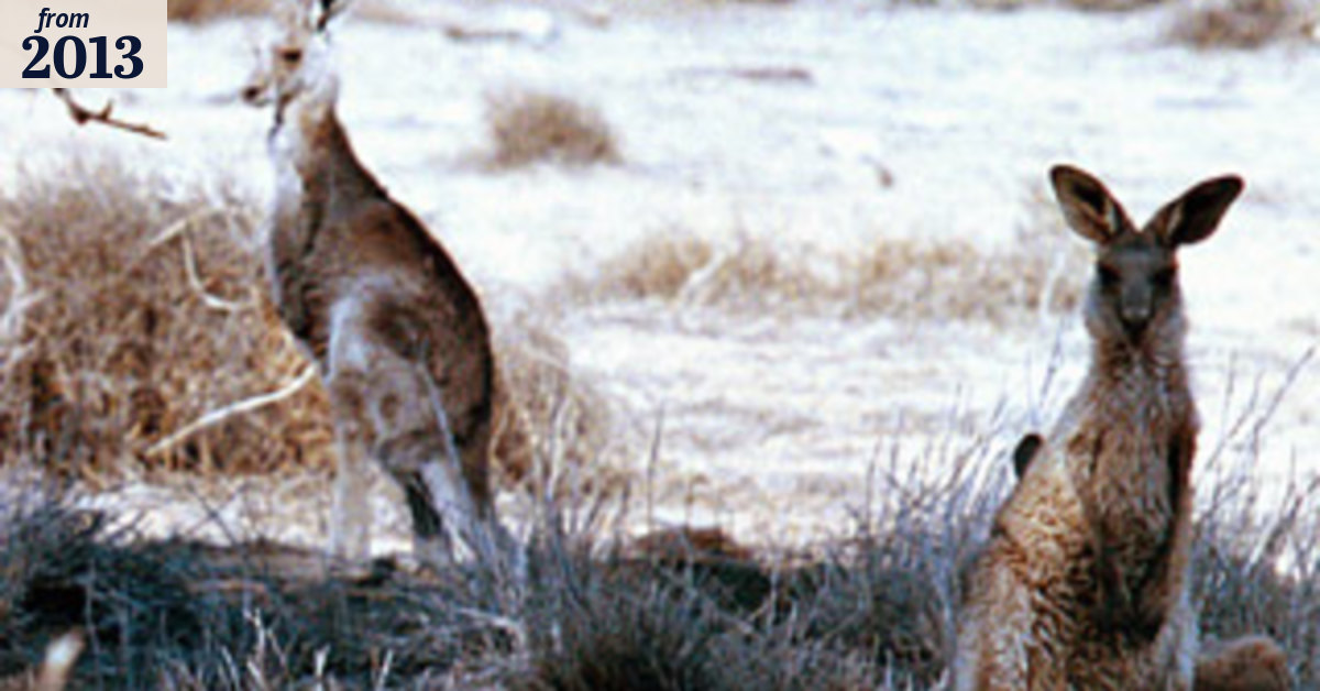 Roo attacks spark cruelty worries