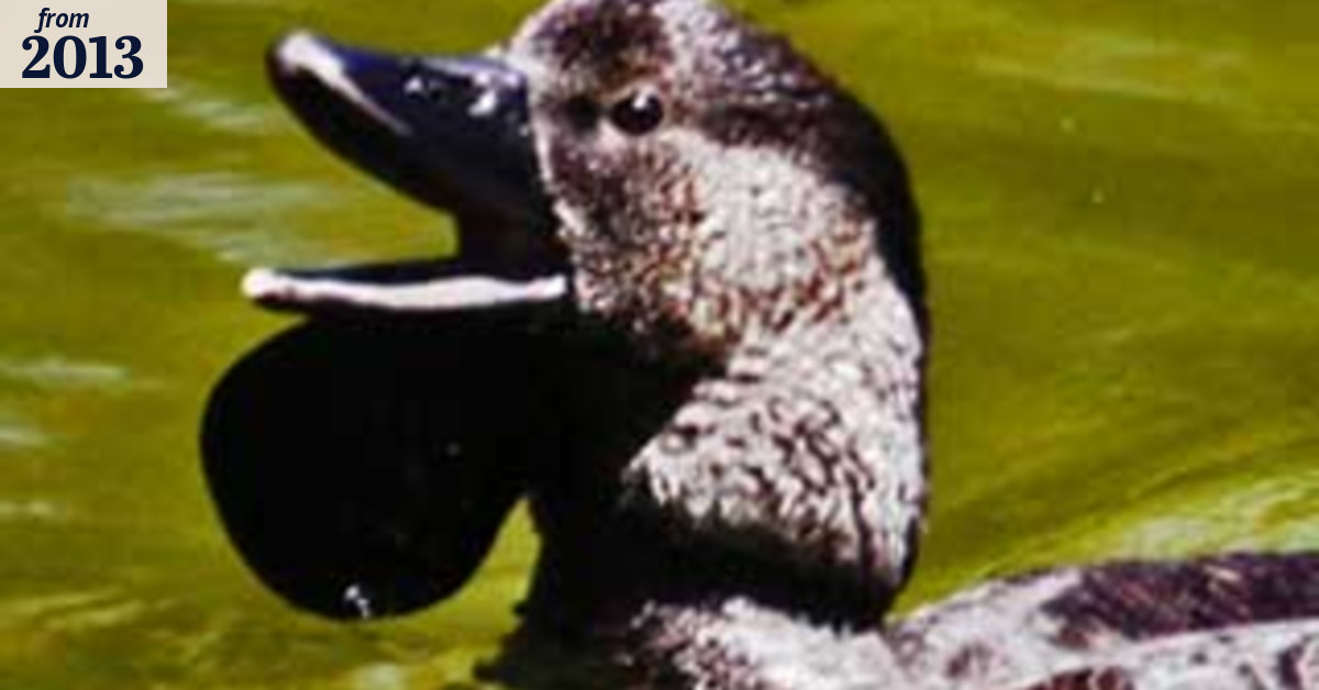 Dastardly duck's a real stinker