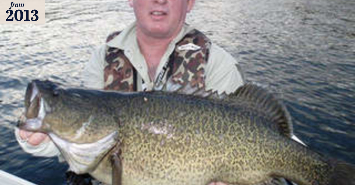 Threatened species makes a stirring comeback in cod's own country