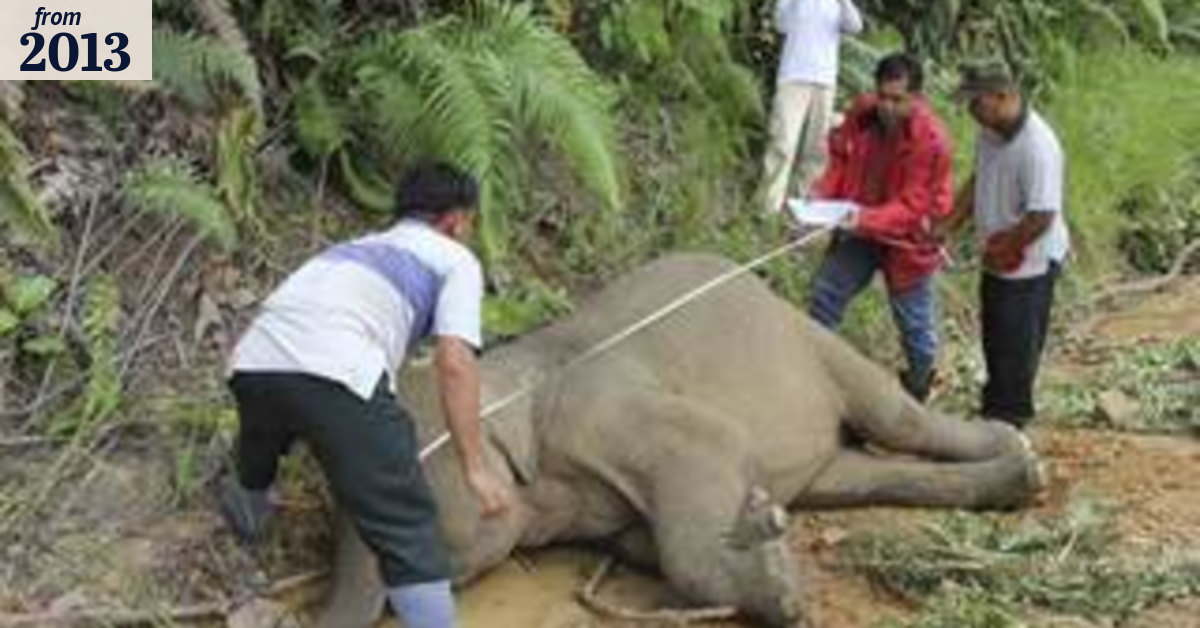 Poison suspected in pygmy elephant deaths
