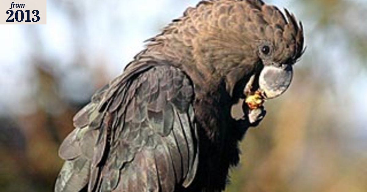 Many birds under threat as conservationists hunt for answers