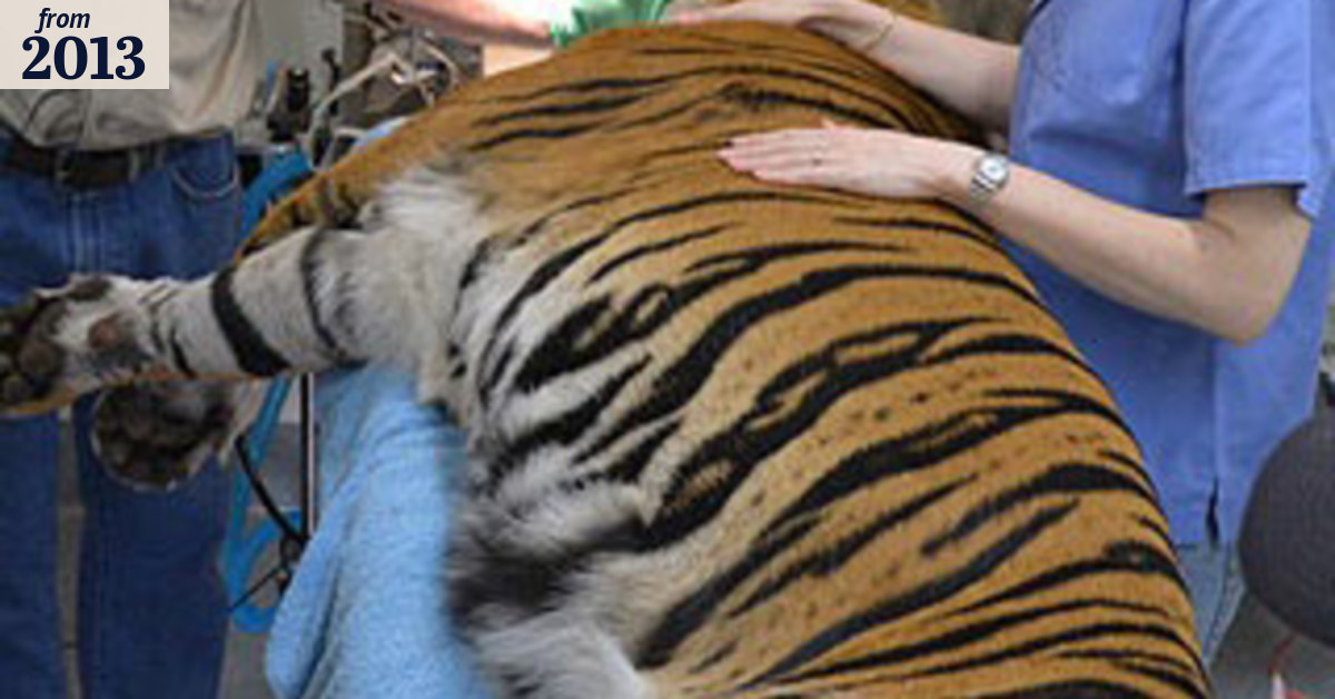 Rrrrouch: tiger with tooth ache has root canal