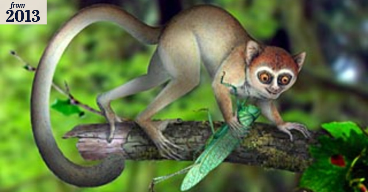 Tiny creature's Achilles heel makes it almost human
