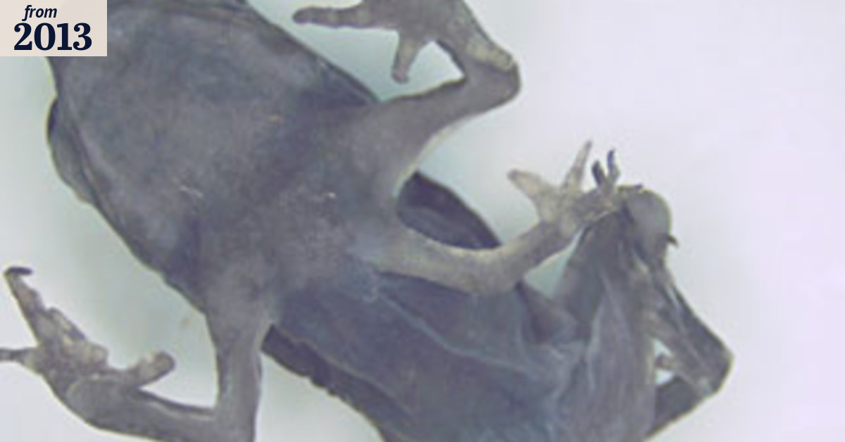 Industrial city gives birth to mutant toads as Queensland researchers ...