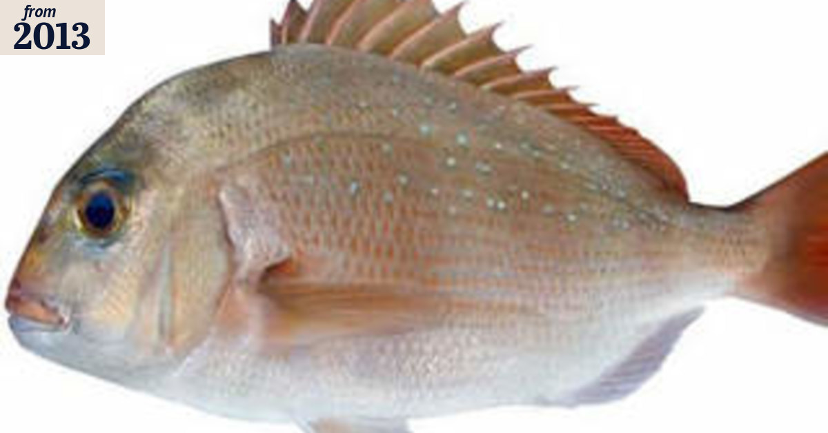 Drug passed on to fish boosts their confidence