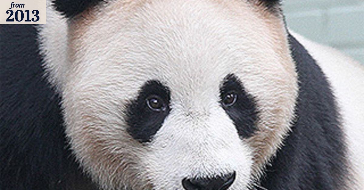 Perth doc helps panda get up the duff