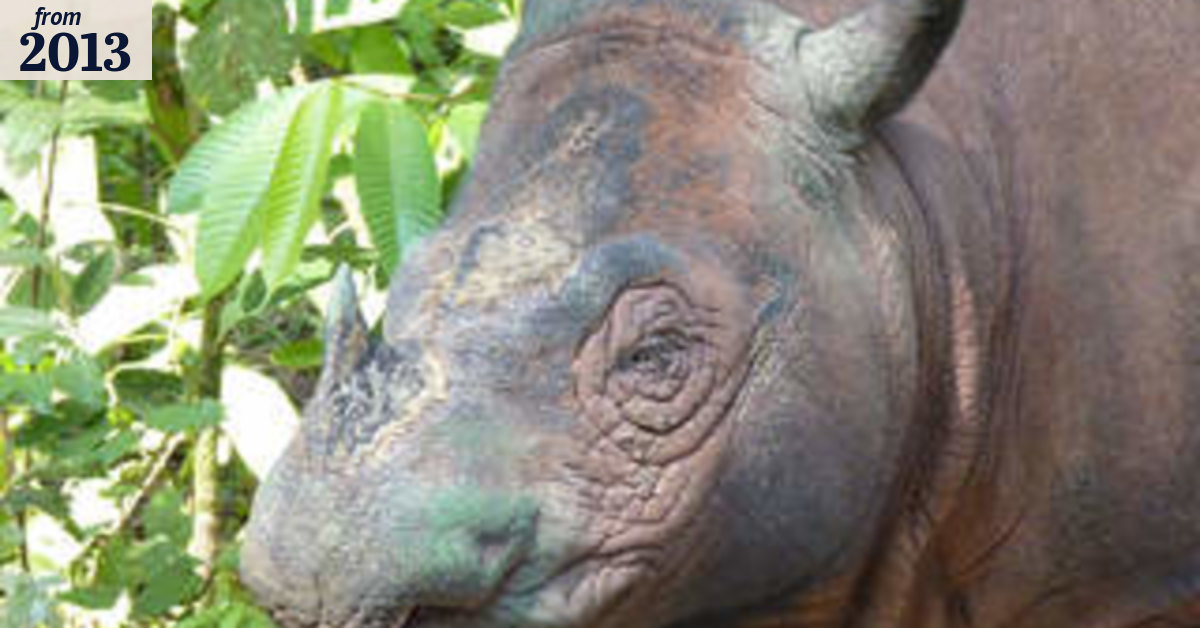 Hidden cameras reveal rare Sumatran rhino