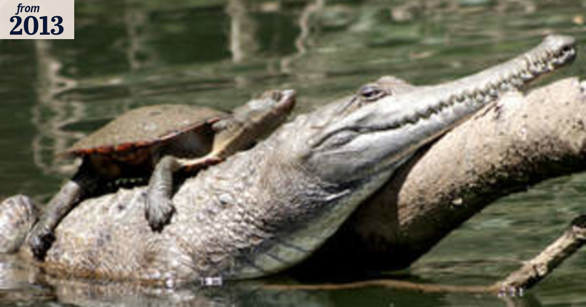 Turtle hitches ride on crocodile