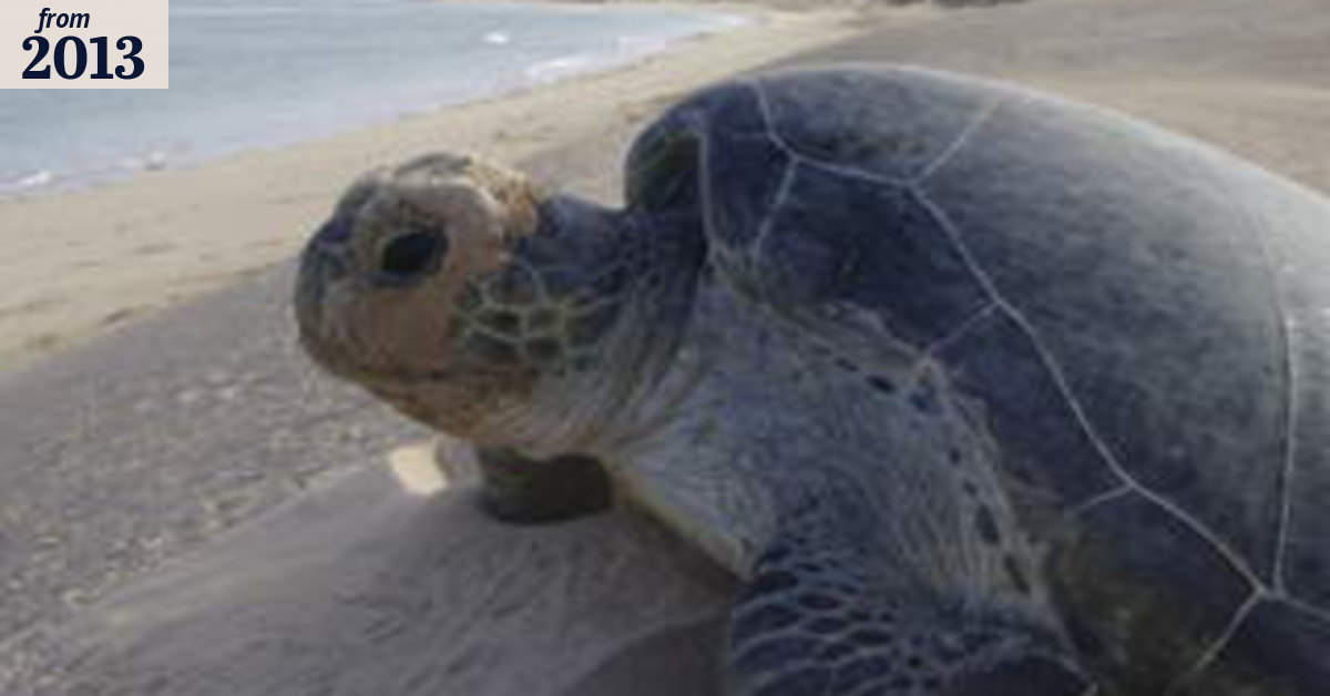 Arrested development as turtle's power thrills scientists