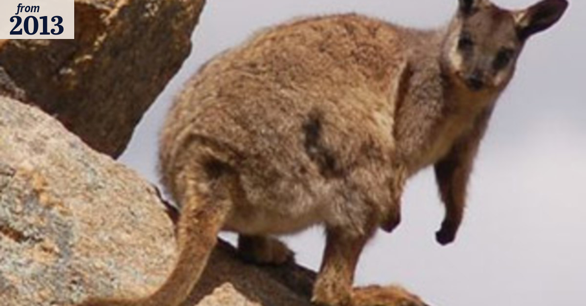 Predator proof fence to save Wheatbelt wallabies
