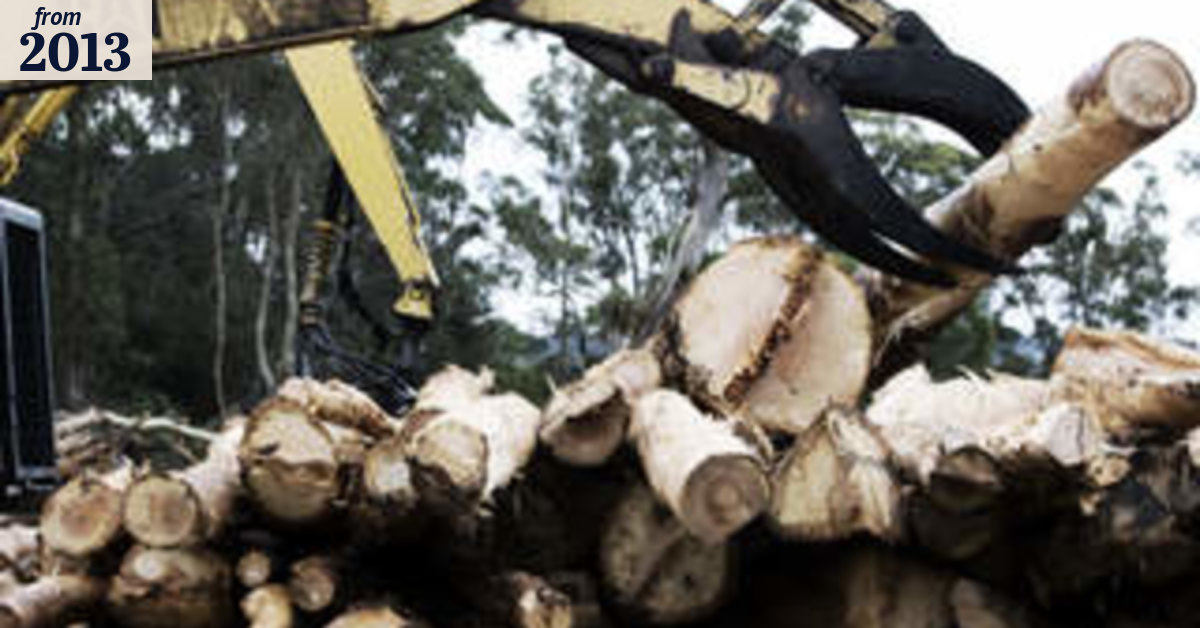 Call for probe into claims of logging buy-out rorts