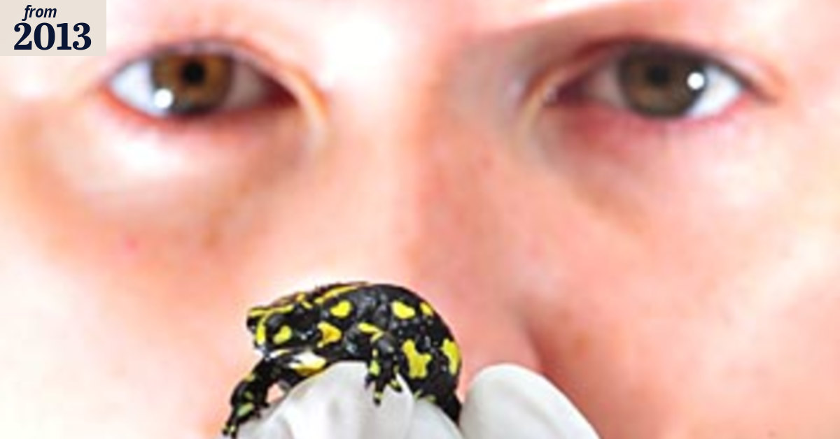 Genetic clues to frog-killing fungus found