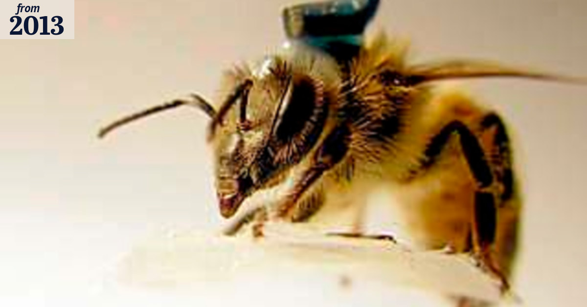 CSIRO accused of slighting bee cure