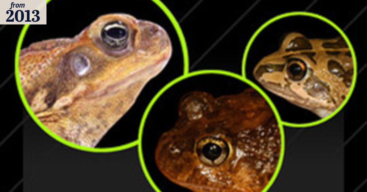 Frogs spared with toad app