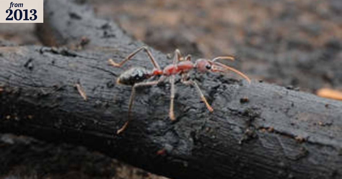Do all ants look the same in the dark?