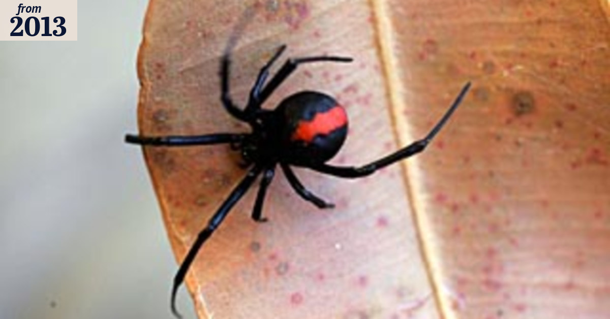 Redback antivenom study divides Australian doctors