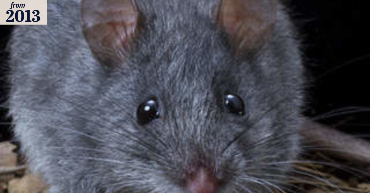 Extinction looms for ACT animals and shrubs