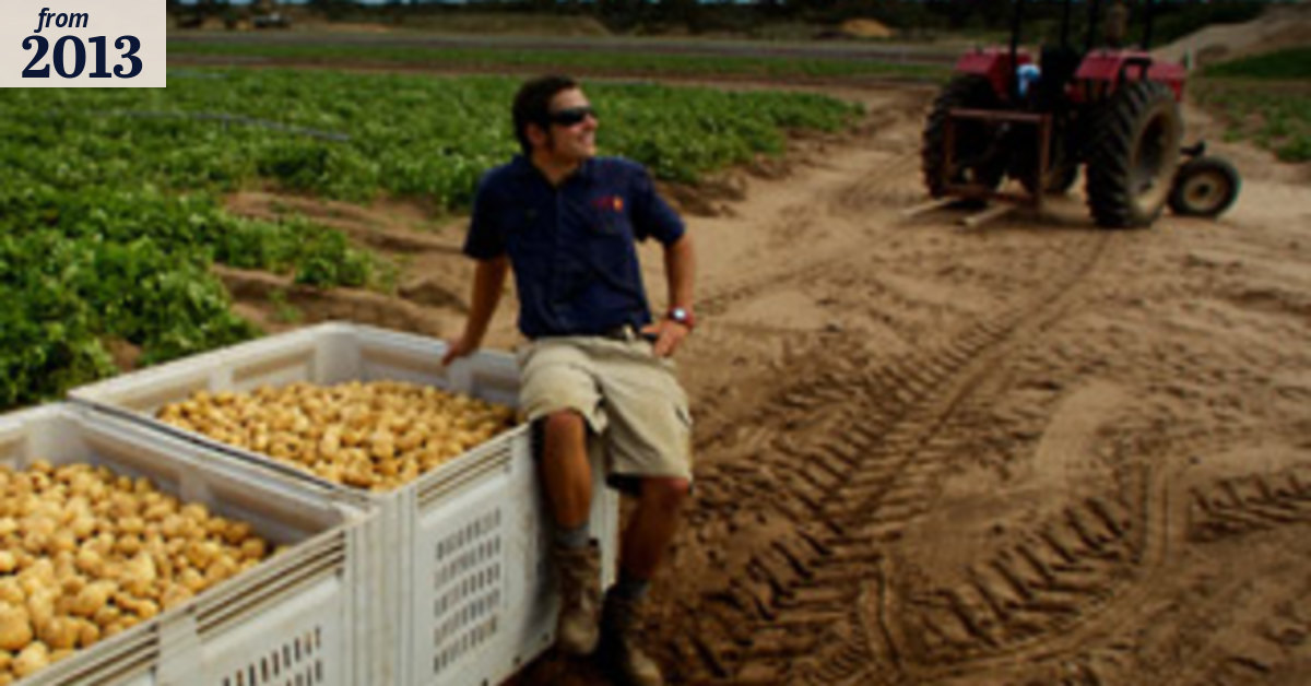 Potato seconds a gift of odder fodder